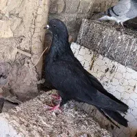 کبوتر سبز کاشونی  سوسکی و دمگیر غلاق و باز
