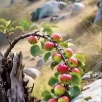 زمین کشاورزی درچنارگریت.توضیحات بخون