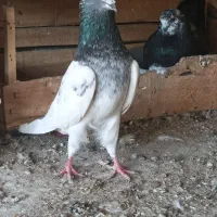 سلطان پرش|پرنده|بندرعباس, |دیوار