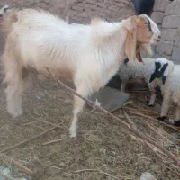 نری پاکستانی خیلی خیلی چاق