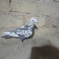 ماده بزک‌ سیاه و سینه سلیمونی