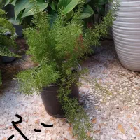 چندمدل گل طبیعی همه سالم ریشه دار|گل و گیاه طبیعی|رشت, نیروی دریایی|دیوار