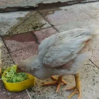 جوجه محلی|حیوانات مزرعه|کازرون, |دیوار