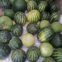 هندوانه دیم