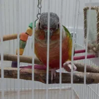 طوطی گرینچیک|پرنده|تهران, مینای شمالی (مخبر)|دیوار