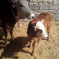 گاو  گوساله ماده|حیوانات مزرعه|زابل, |دیوار