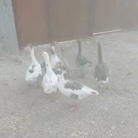 ۸،۰۰۰،۰۰