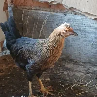 مرغ و خروس