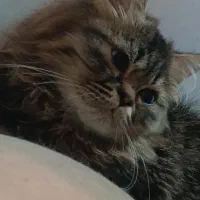 گربه ها|گربه|گرگان, |دیوار