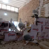 کبوتر پشت جوجه درشت سر حال کشیده سر کله دار پاک|پرنده|کرج, ملک‌آباد|دیوار