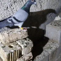 سبز و سیاه پلاکی|پرنده|فسا, |دیوار