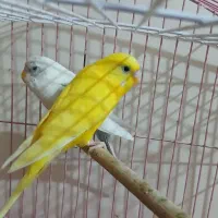 ۳تامرغ عشق ویک عددعروس هلندی نر