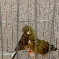 تعدادی قناری|پرنده|رودسر, |دیوار