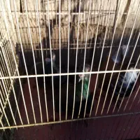 کبوتر آلمانی نر دوتا یه دونه آبگل نر