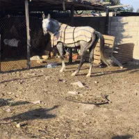 اسب مادیون