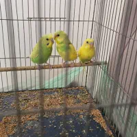 مرغ عشق جوان|پرنده|تهران, مینای شمالی (مخبر)|دیوار