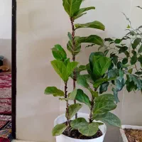معاوضه گل های خاص باطوطی