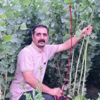 نهال صنوبر مناسب پوشش سبز