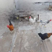 خروس|حیوانات مزرعه|اصفهان, شاهد|دیوار