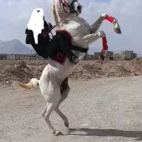 کره اسب