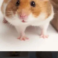 گمشده ی همستر