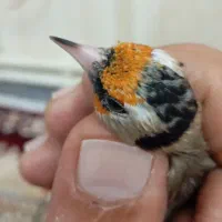 پنج سره ماده داغسررسمی بهاره جوجه قفس|پرنده|تهران, خانی آباد نو شمالی|دیوار