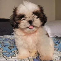 شیتزو سوپرفلت تیکاپ