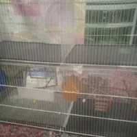 ی قفس چوچه پران وی قفس عروس هلندی بدونه وسایل|لوازم جانبی حیوانات|شاهین دژ, |دیوار