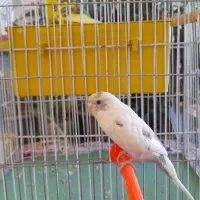 مرغ عشق لیمویی