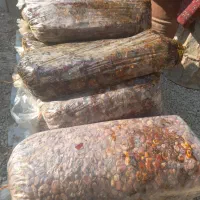 ضایعات خرما|خوردنی و آشامیدنی|وحدتیه, |دیوار