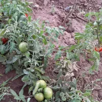 باغچه روستای وشنوه فروش یا معاوضه با تجاری