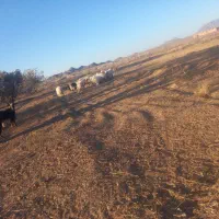 بره نر و ماده مناسب داشت و پرواری و کشتن|حیوانات مزرعه|جلگه ماژان, |دیوار