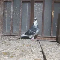 کبوتر ابلغ چاپی