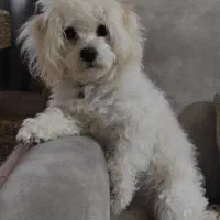 پانسیون خونگی سگ