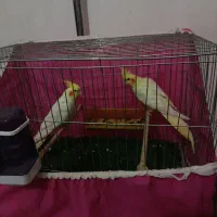 عروس هلندی|پرنده|مهاباد (آذربایجان غربی), |دیوار