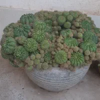 کاکتوس ۱۰ ساله بیش از ۲۰۰ بچ