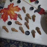 بلوط زاگرس برای تزئین سفره ی یلدا