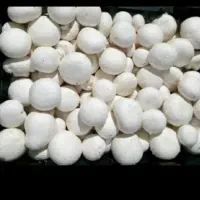 تولید و پخش قارچ درجه یک در محل زیر قیمت تابلو