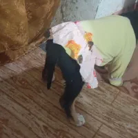 سگ کوچک تیز وباحال|سگ|نیشابور, شهرکهنه|دیوار