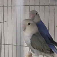 یک جفت طوطی برزیلی کار داده