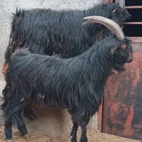 نربزدوساله گوش برنجی شاخ انبری. قوچ  تخمی سه ساله