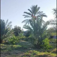 فروش زمین باغی