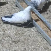 سینه ای|پرنده|رزن, |دیوار