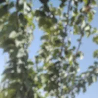 دامداری