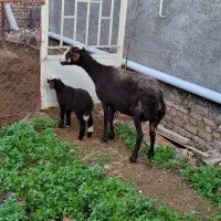 گوسفند‌بره دار