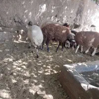 دام پروری دولت اباد۲۴ساعته