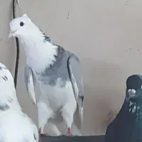 حدود50الی60تا کفترخوب عالی تضمینی کفتراجلد قم هستن