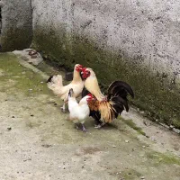 مرغ و خروس چینی