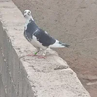 پلاکی ماده