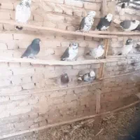 کفتر تهرانی پرش سنگین|پرنده|شریفآباد, |دیوار